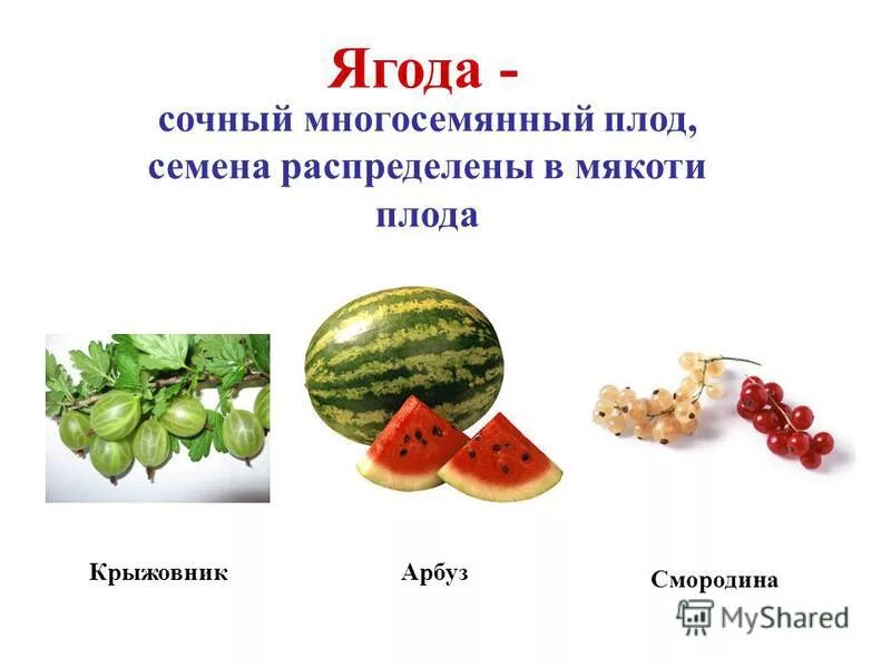 Сочные многосемянные плоды померанец. Многосемянные ягоды. Сочные многосемянные плоды померанец. Многосемянные плоды ягода смородины органы растения. Сочные многосемянные плоды.