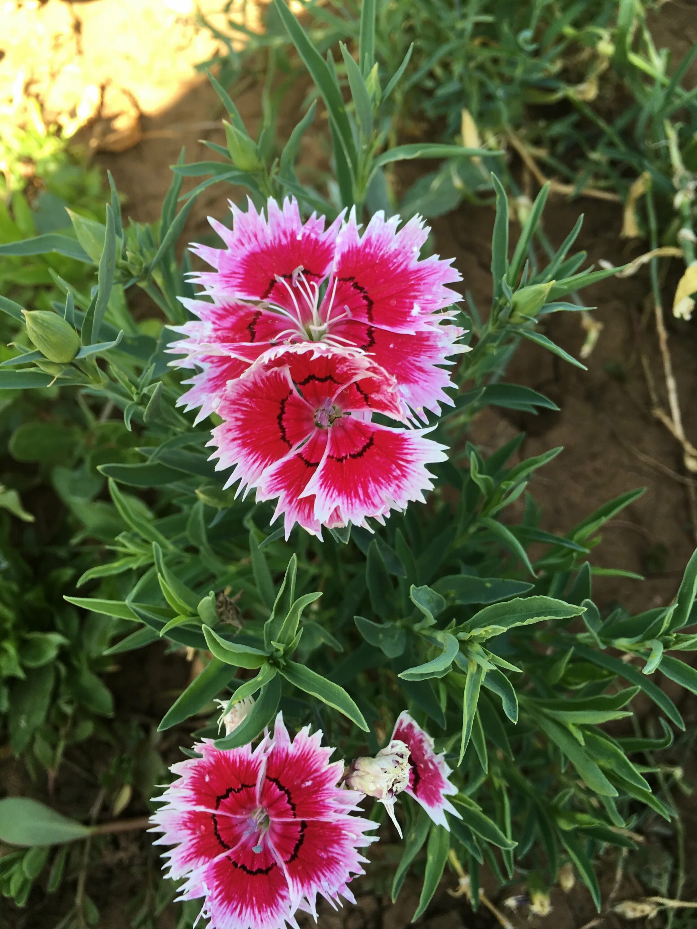 Гвоздика китайская выращивание в домашних условиях. Dianthus chinensis гвоздика китайская. Гвоздика китайская Рондо. Гвоздика китайская однолетняя.