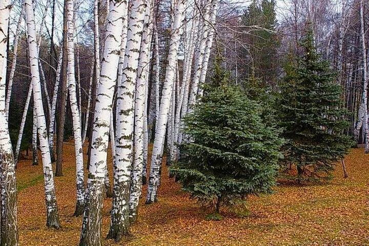 Береза выше ели. Ель и береза. Береза смешанный лес. Ель в смешанном лесу. Березы и ели.