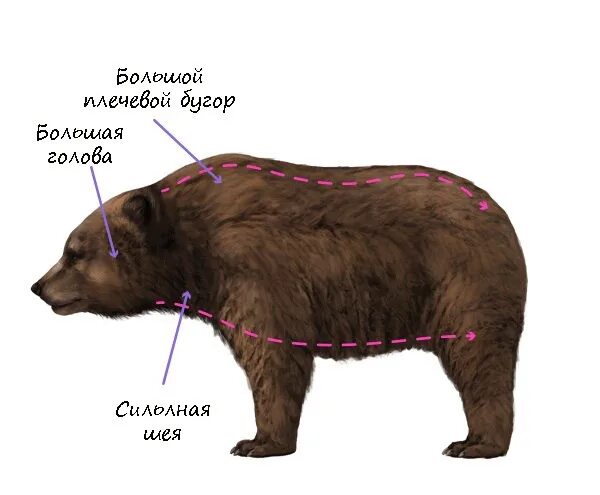 Внешнее строение бурого медведя. Бурый медведь строение тела. Бурый медведь внутреннее и внешнее строение. Строение бурого медведя. Бурый медведь тело