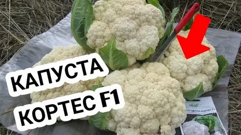 Цветная капуста сорт гарантия