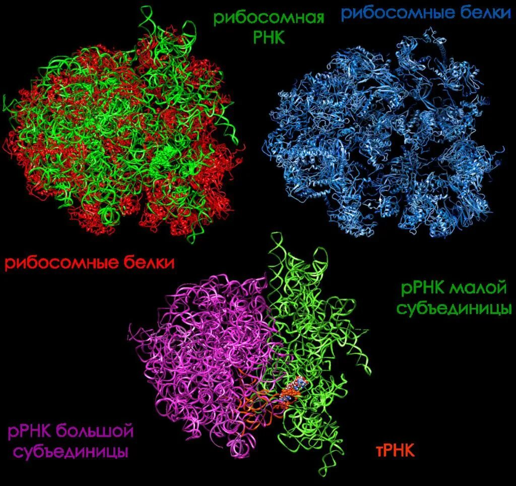 Рибосомальная РНК строение. Структура рибосомы РРНК. Рибосомные белки. Строение РРНК.