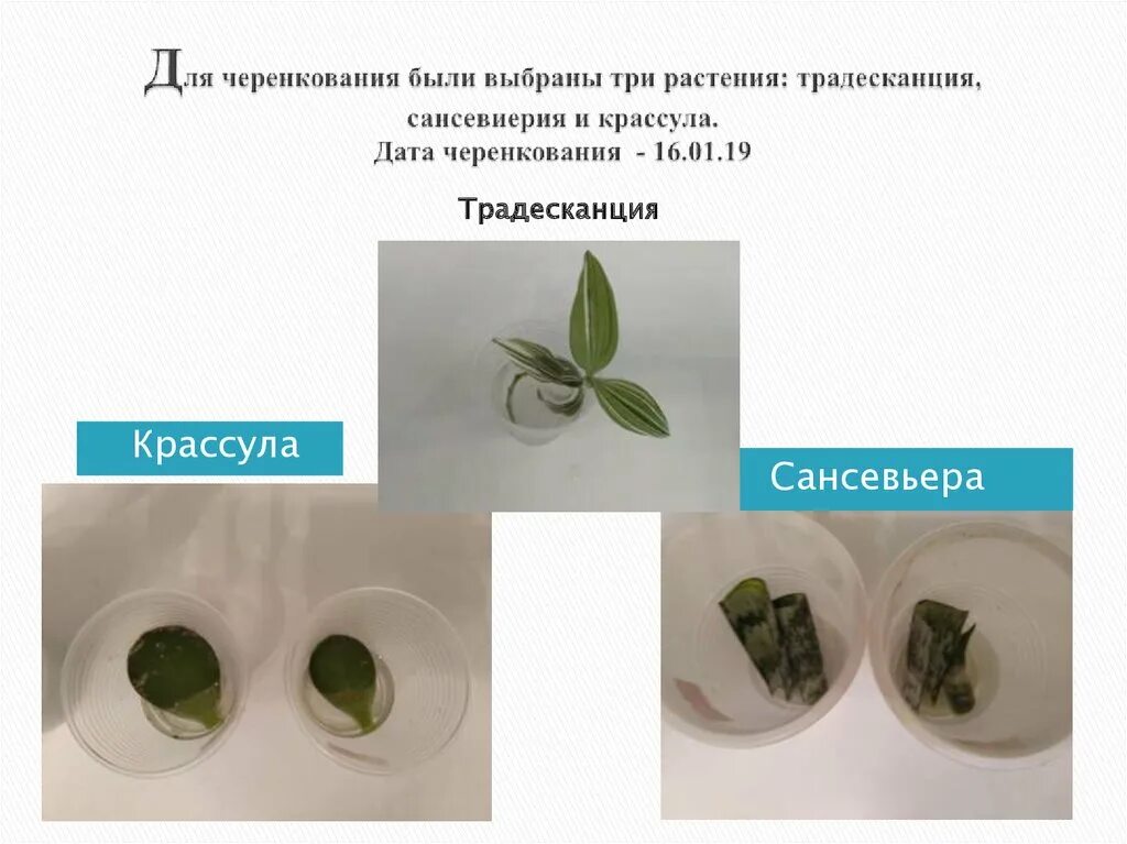 Традесканция вегетативное размножение. Размножение традесканции отводками. Традесканция размножение листом. Сансевиерия с традесканцией. Сансевьера размножение черенками.