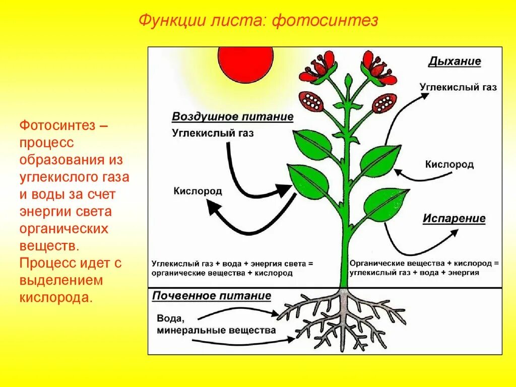 Функции листа фотосинтез. Процессы происходящие в растениях. Воздушное питание растений схема. Функции частей растений. В каких растениях протекает дыхание