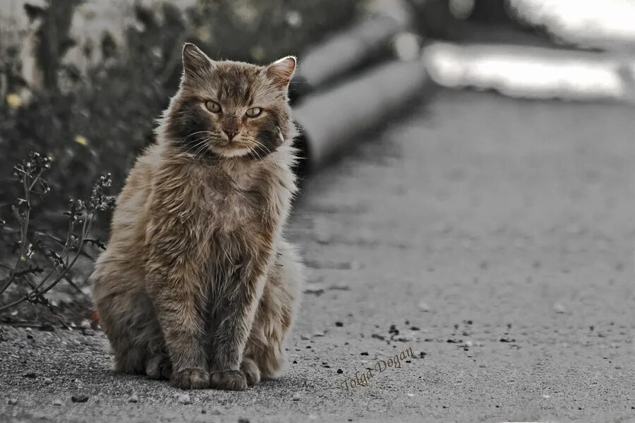 Дай мне горькие годы. Картинки кошек бездомные бешеные. Бывают кошки разные Голодные и грязные. Dirty Cat.