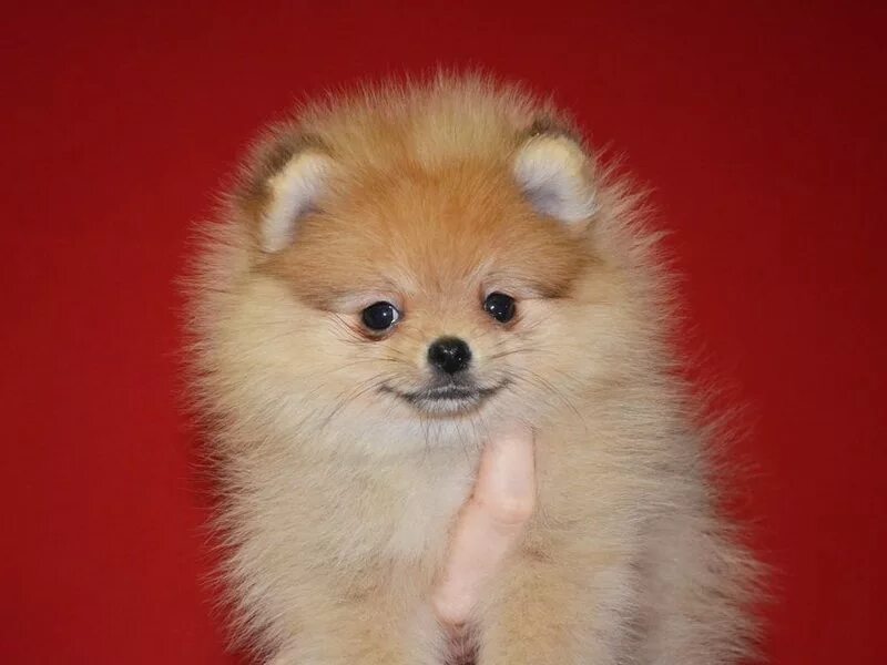 шпиц щенок москва. померанский шпиц фото дома. шпиц щенок москва. шпиц щенок москва. померанский шпиц боо.