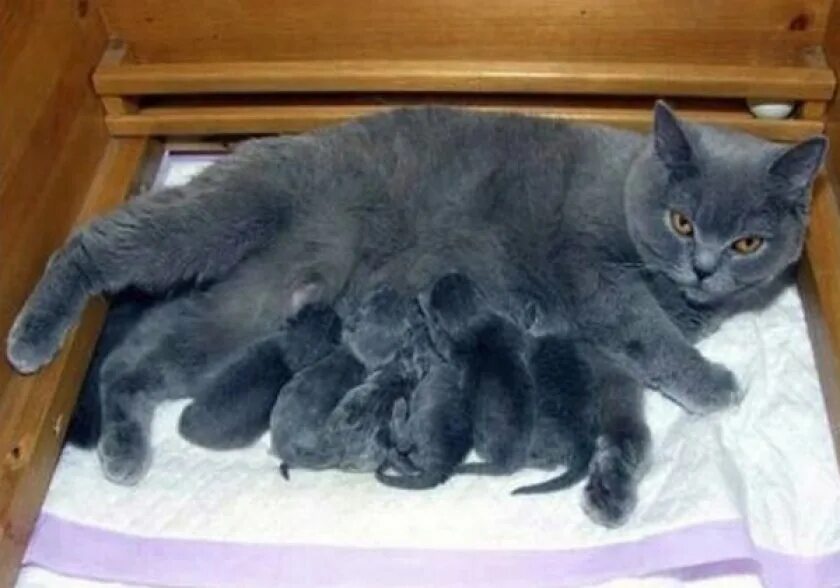Коты после вязки