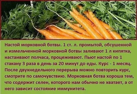 Ботва морковная ботва для организма человека