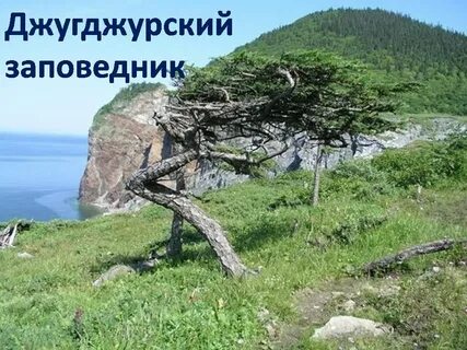 Джугджурский заповедник