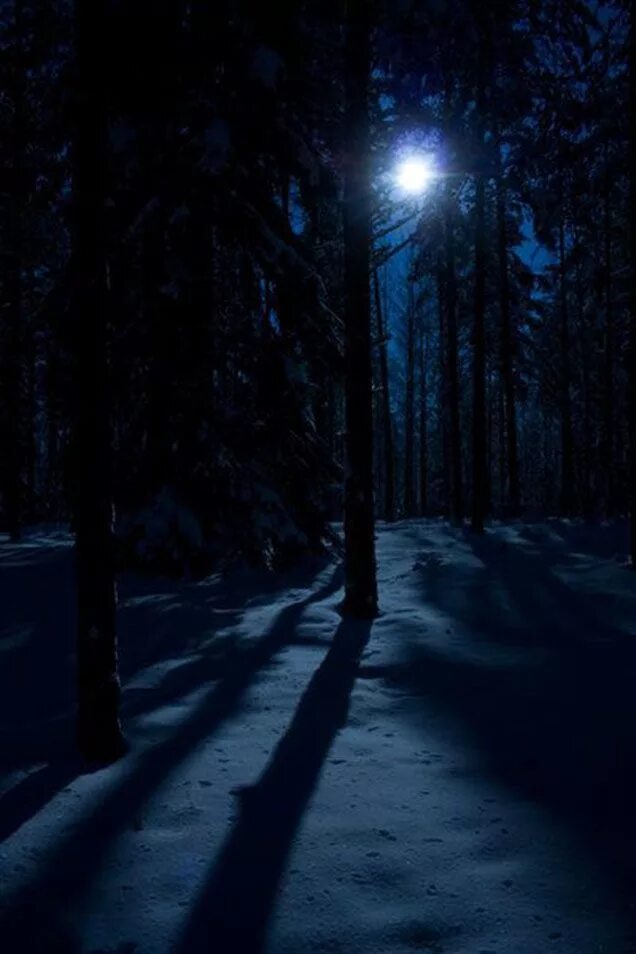 Ночью в лесу 3 класс. Дарк Винтер. «Ночь в лесу». Зимний лес ночью. Ночной лес.
