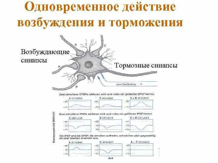 Торможение синапса. Торможение синапса