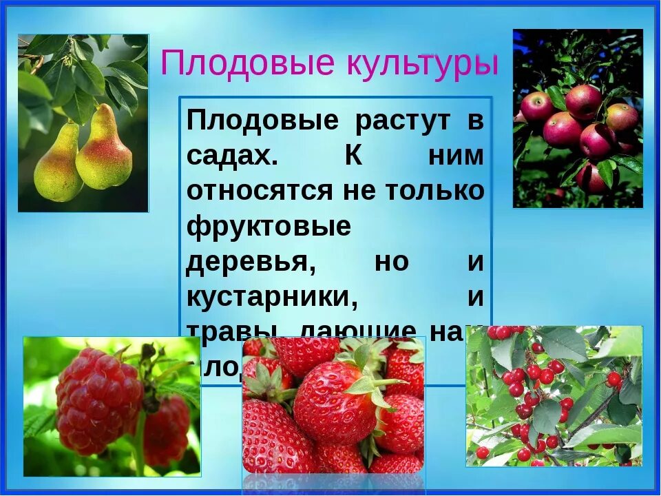 Значение плодовых. Плодовые культурные растения. Плодово-ягодные культуры. Плодово ягодные культурные растения. Плодовые культуры сада окружающий мир.