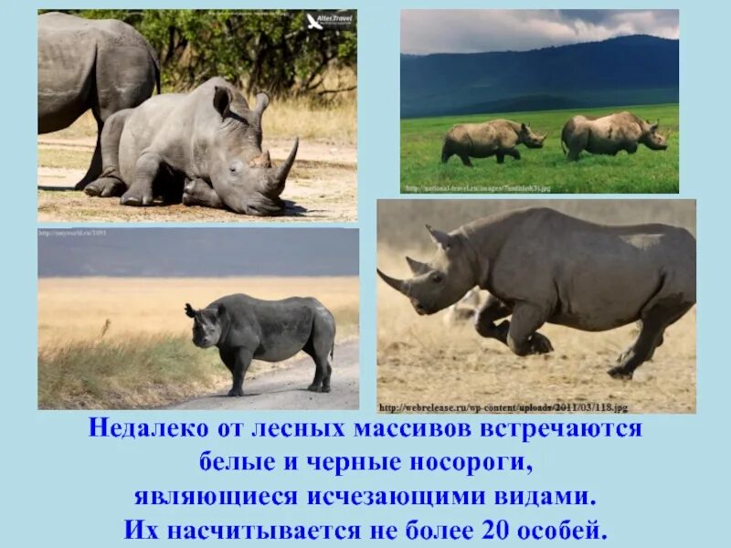 Черный носорог красная книга. Носорог природная зона. Картинка носорог для детей в среде обитания. Краткое сообщение о носороге на проект по географии 7 класс.