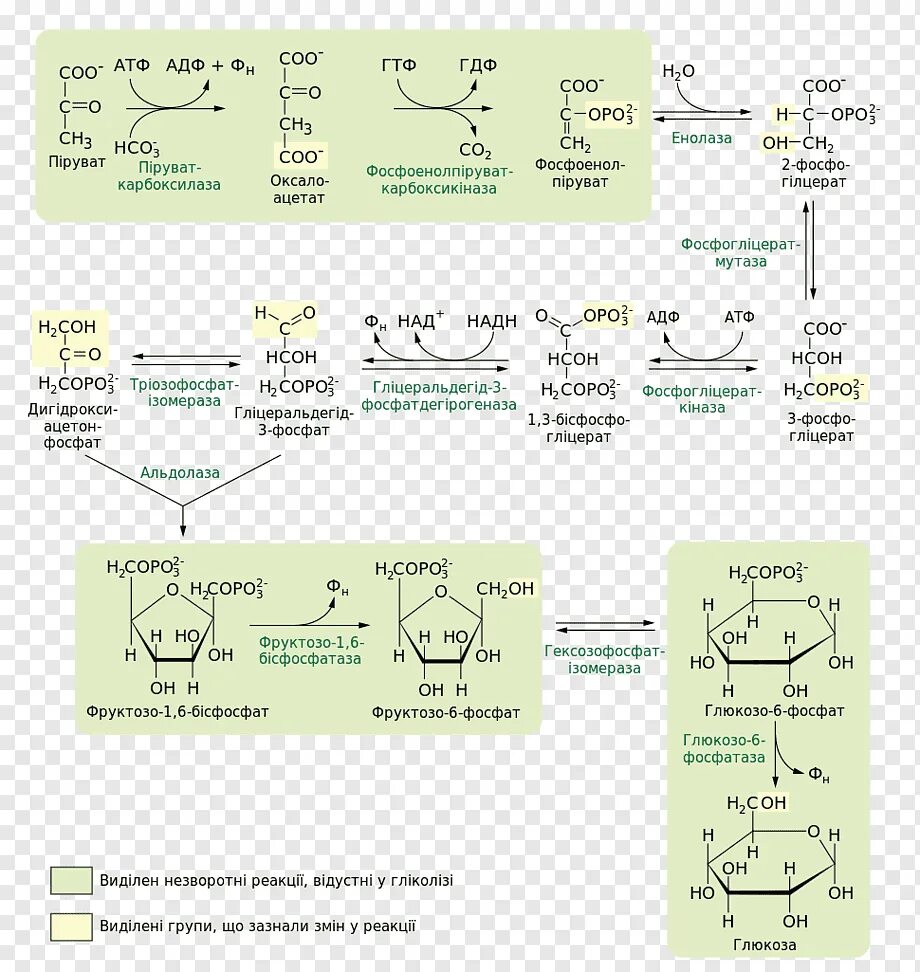 Схема реакций глюконеогенеза. Обходные реакции глюконеогенеза схема. Реакции обходные путей глюконеогенеза. Гликолиз Глюкозы схема. Синтез глюконеогенеза