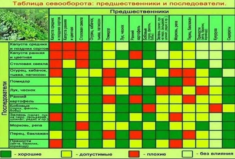 После перца можно сажать на следующий год. Таблица севооборота предшественники и последователи. Таблица севооборота овощных культур. Севооборот на грядках таблица. Севооборот на дачном участке таблица.