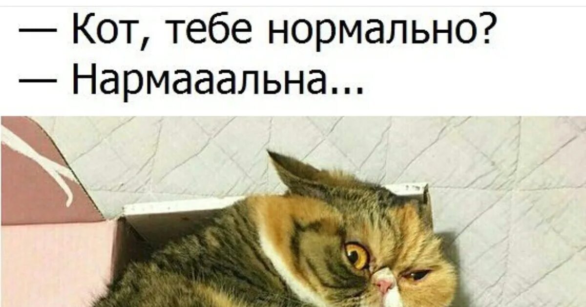 Нормально поспали. Нормально картинки прикольные. Нормальные коты. Кот тебе нормально. Саркастичный кот.