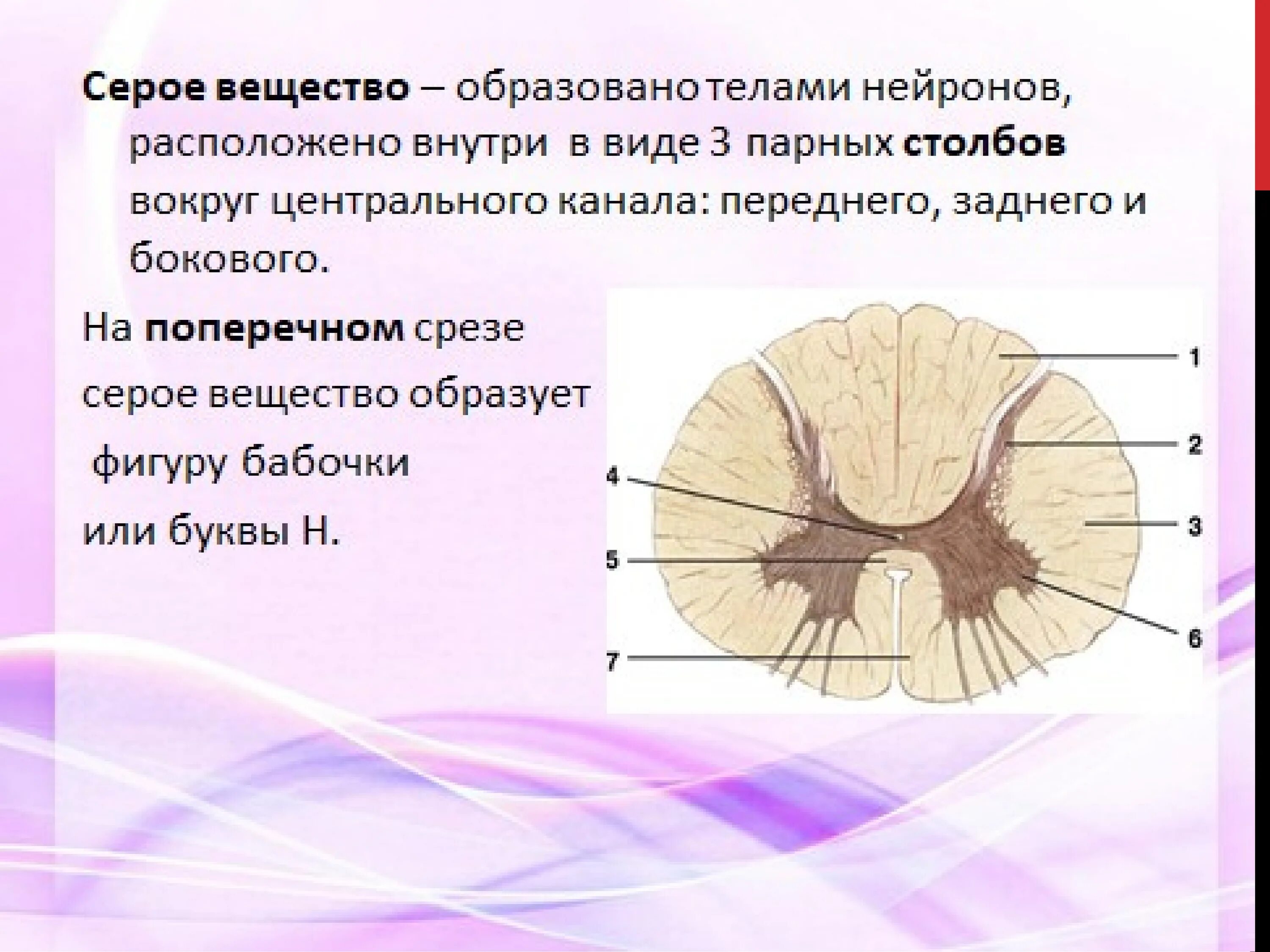 Выделения серого вещества. Спинной мозг. Строение спинного мозга. Поперечный разрез спинного мозга. Ствол спинного мозга.