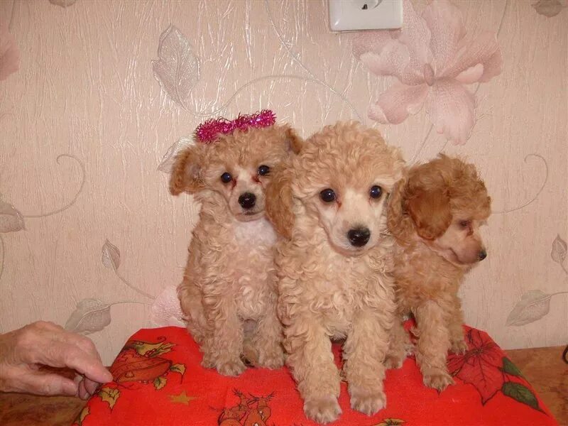 Той пудель чистокровный взрослый. Карликовый пудель молочный. Той пудель черный. Русский черный терьер. Малый пудель щенки.