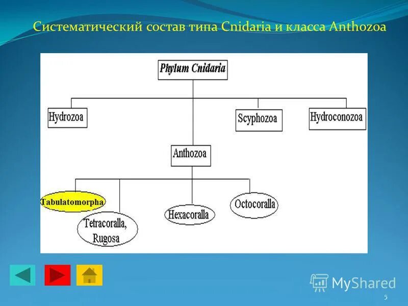 систематический каталог виды. систематический состав что это. луг видовое разнообразие. систематический состав. этапы написания систематического обзора.