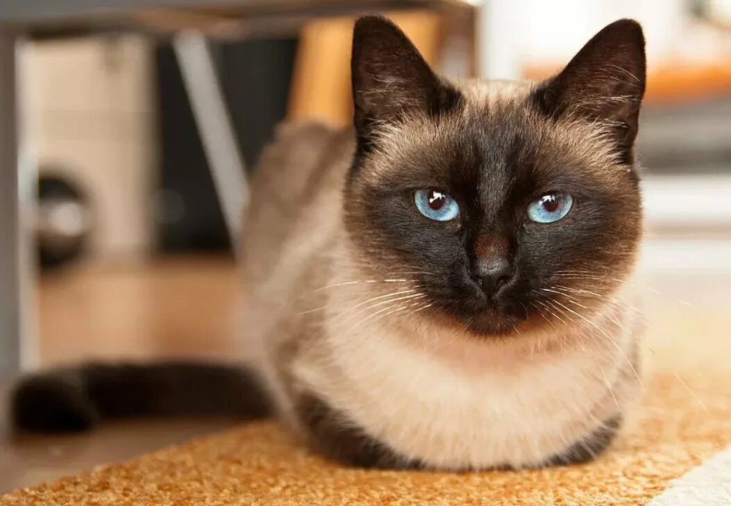 Как выглядит cat