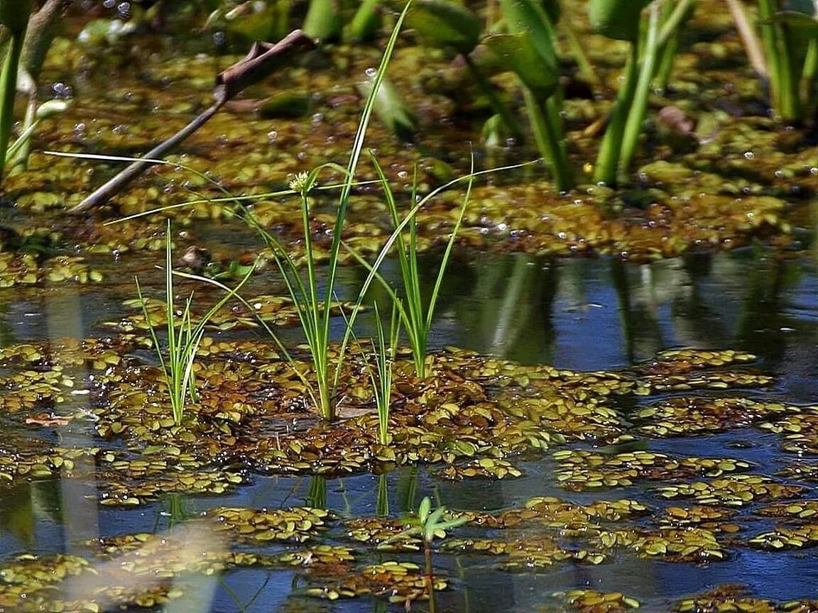 Болотистая вода. Болото судд. Болотная вода. Болото вода. Дно болота.