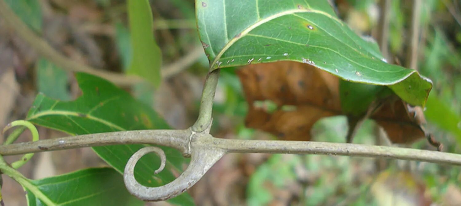 Ункария (кошачий коготь). Ункария волосистая. Uncaria rhynchophylla.