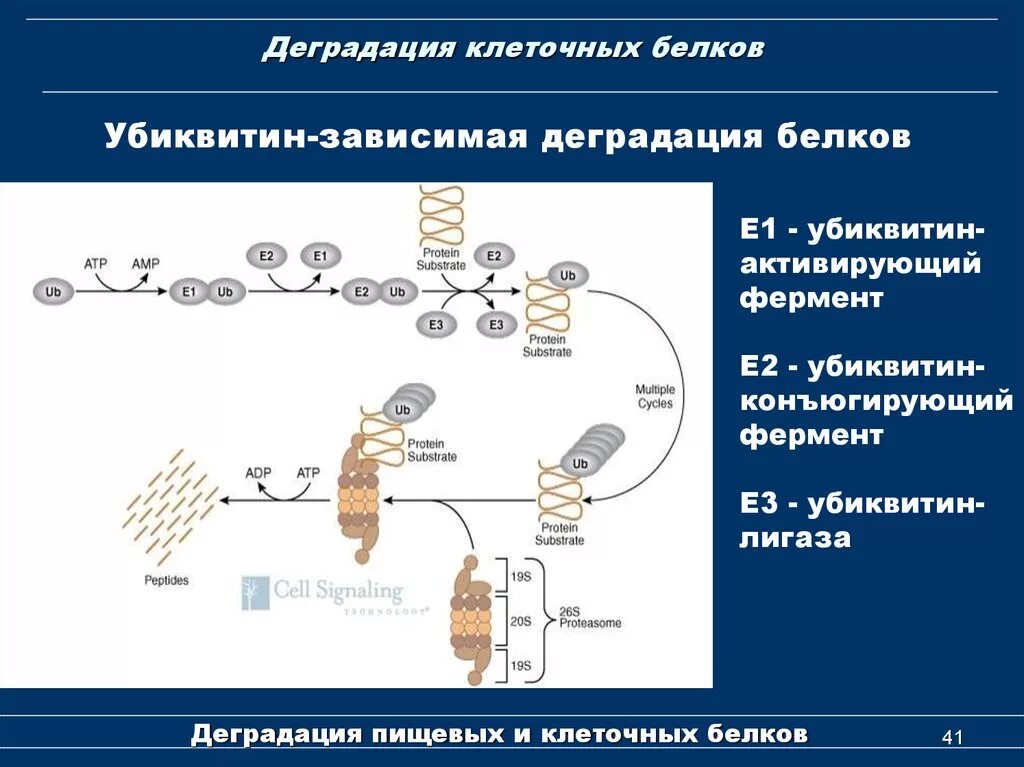 Деградация информации. Убиквитин зависимая деградация белка. убиквитин зависимый протеолиз. протеосомы, убиквитин – зависимая система деградации белков.. схема протеасомной деградации белков.