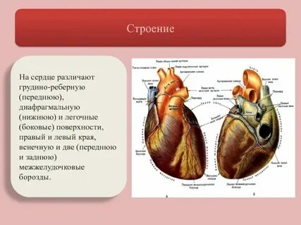Топография сердца анатомия