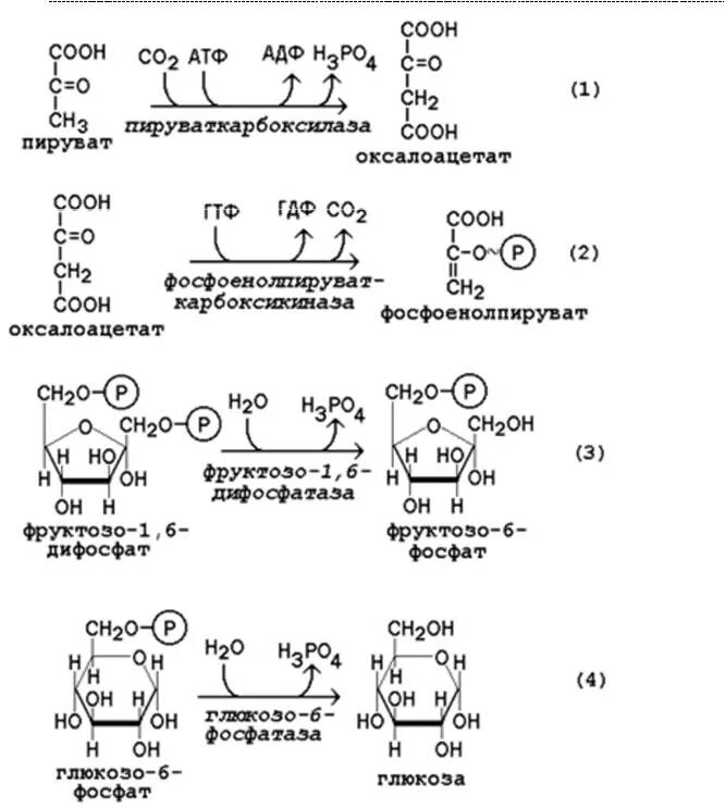 3 Обходные реакции глюконеогенеза. Глюконеогенез биохимия обходные реакции. Глюконеогенез 3 обходные реакции. Реакции обходные путей глюконеогенеза. Синтез глюконеогенеза