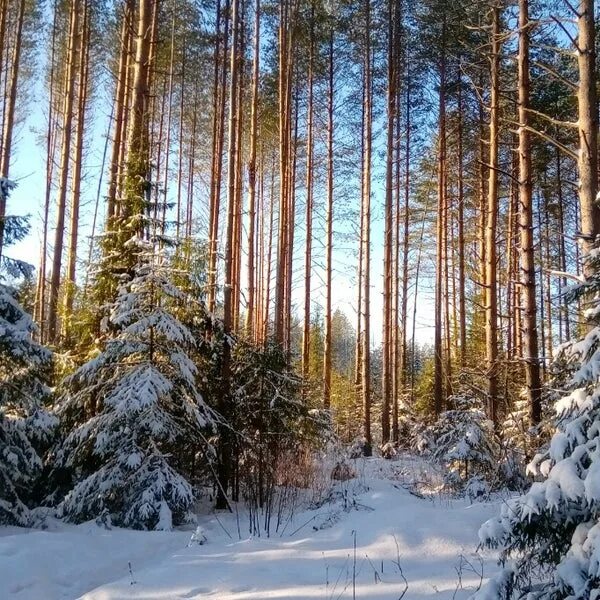 Порошино вологда. Киров Порошино лес. Лесопарк Порошинский Киров. Порошино природа. Парк в Порошино Киров лес.