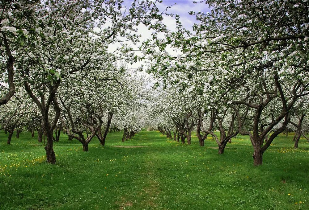 Цветет в саду яблоня пчелы летают над цветами спиши предложение. Яблоневый сад предложение. Яблоневый сад руставелли. Яблоневый сад предложение. Цветет в саду яблоня пчелы летают над цветами.