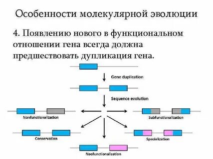 Эволюция ген