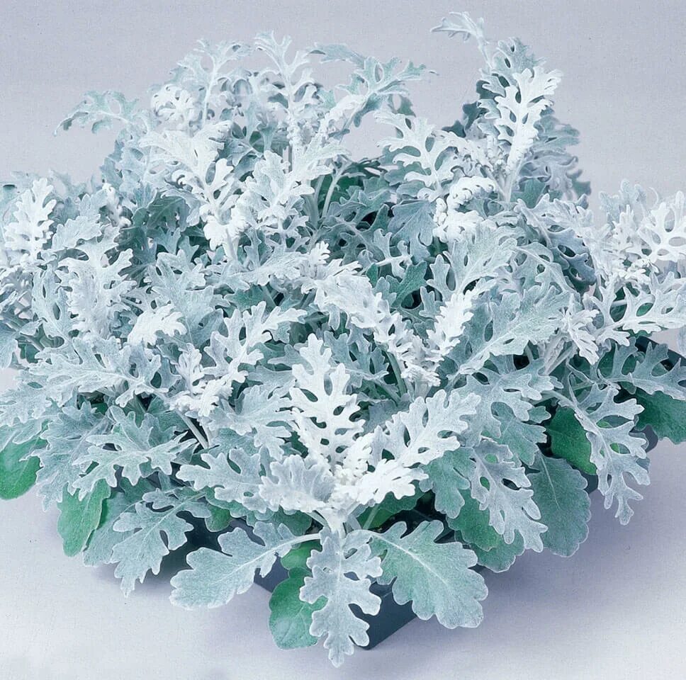 Цинерария Приморская сильвердаст. Цинерария Приморская cineraria maritima. Цинерария Приморская Сильвер даст. Цинерария крестовник.