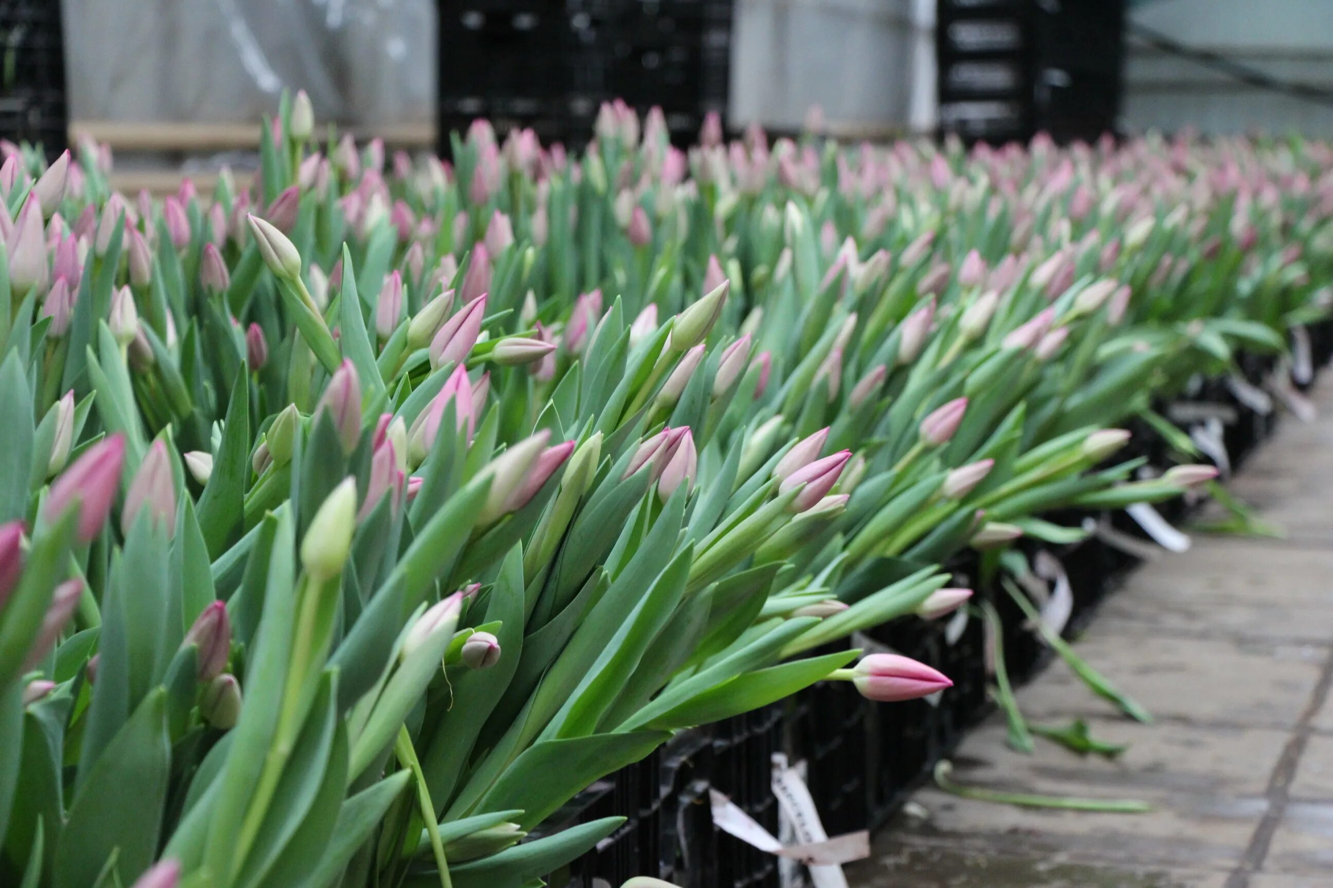 промышленная выгонка тюльпанов. выгонка тюльпанов. тюльпан версаче выгонка. выгонка галантусов, крокусов. выгонка тюльпанов 2024.