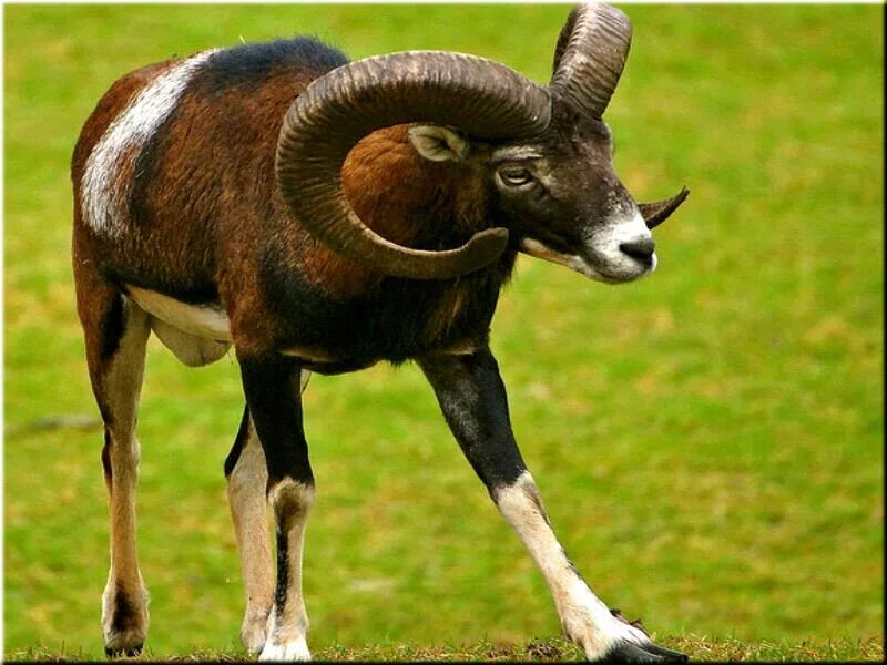 Кипрский муфлон. Муфлон ресторан. Муфлон меню. Занзибарский муфлон. Крымский государственный природный заповедник муфлон.