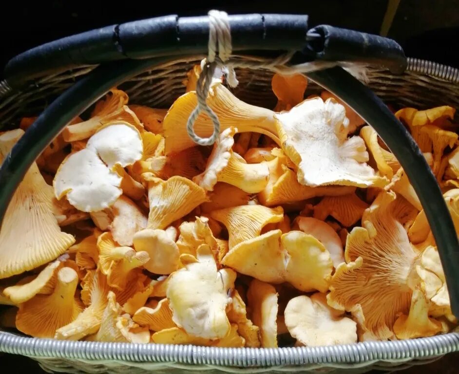 Ферма лисичек. Cantharellus cinnabarinus. Как вырастить грибы лисички. Morchella rufobrunnea. Промышленное выращивание лисичек.