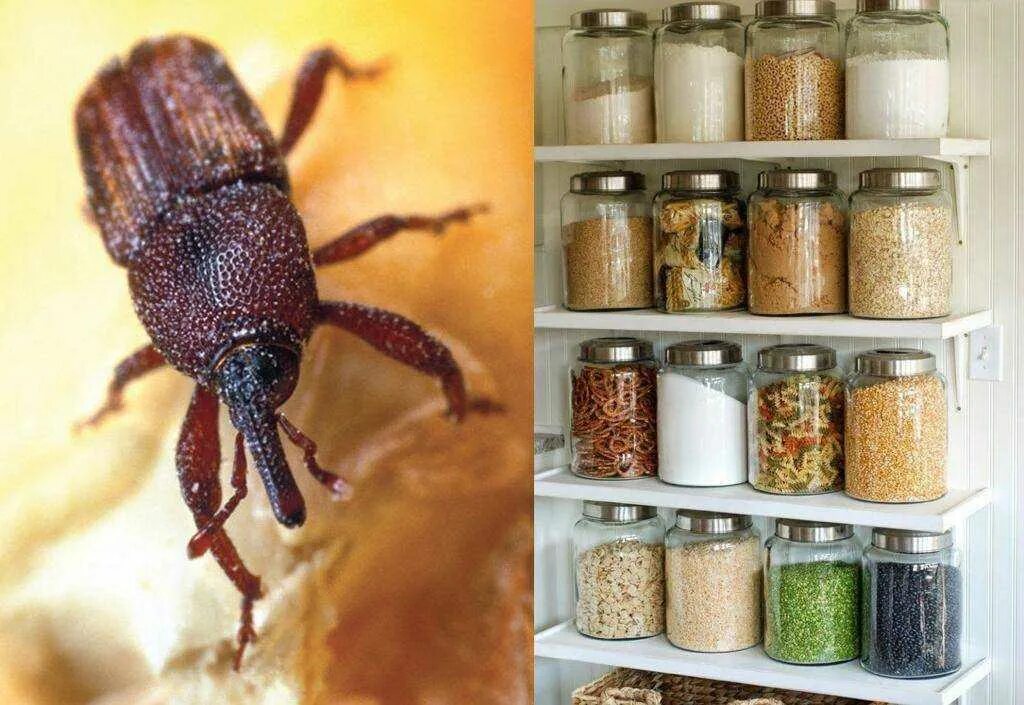 Средство от жучков на кухне