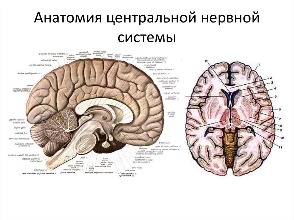 Центральная нервная система анатомия. ЦНС головной мозг анатомия. ЦНС головной мозг строение. Центральная нервная система головной мозг. Строение головного мозга анатомия ЦНС.