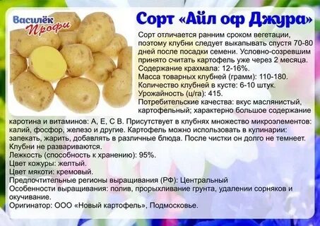 Картофель 5 букв