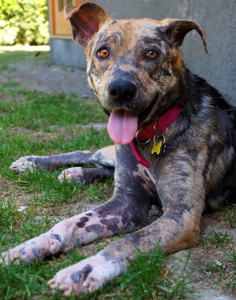 Бродячие собаки. Спасатели животных. Любитель собак. Собаки породы привязанный. Сливенко денис сергеевич.