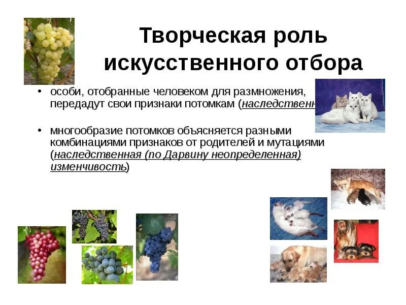 Поиск фото ДАТЬ ХАРАКТЕРИСТИКУ ЕСТЕСТВЕННОМУ ОТБОРУ