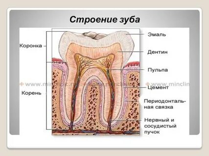 Слои эмали