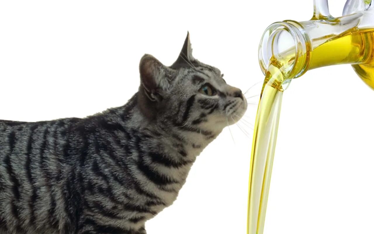 Подсолнечное масло котам