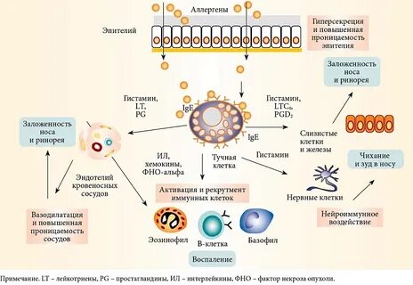 Поздняя аллергическая реакция