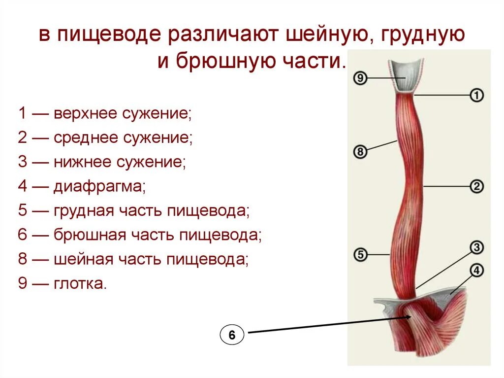 Ход пищевода