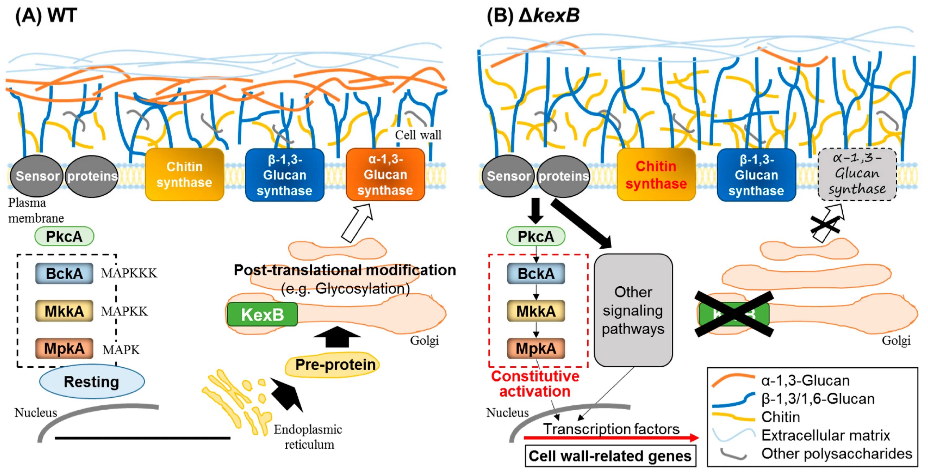 Fungi Cell structure. Fungal Cell Wall. Fungal Cell structure. Клеточная стенка из хитина у кого. Имеется клеточная стенка из хитина