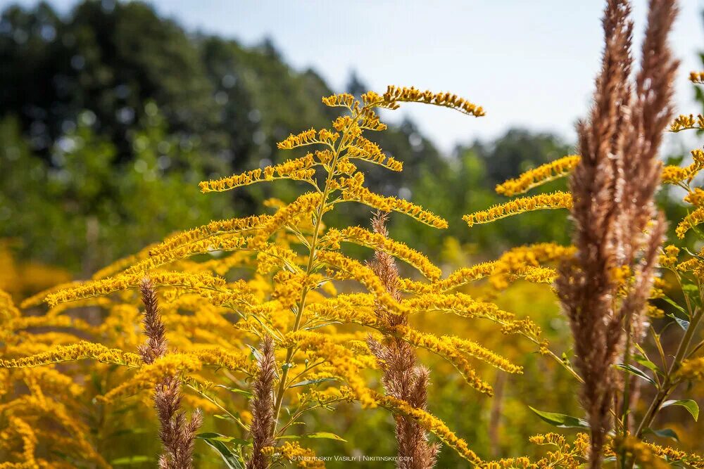 Жёлтый цветок. Луговые дикоросы желтые. Подмаренник желтый. Медоносы рапс горчица. Ярко желтая трава.