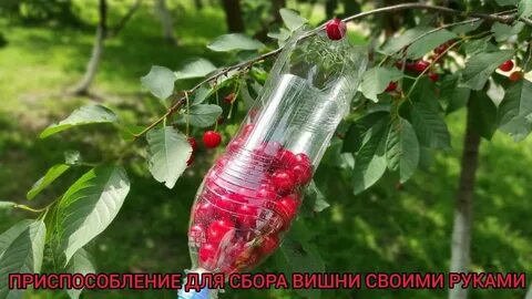 Собрать черешню