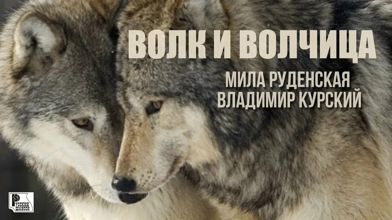 Группа волчицы песни волчицы. Волк и волчицы волки волчицы. волк и волчицы волки волчицы в стае. песня про волчицу шансон.
