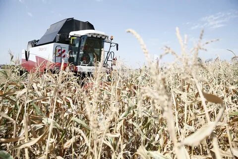 Продукция сельского хозяйства краснодарского края